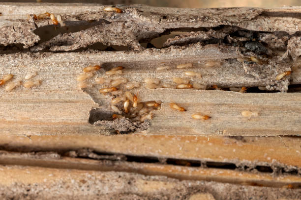Best Pest Prevention Services  in Ocean Grove, MA